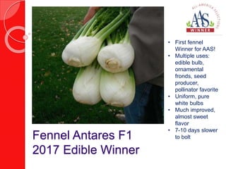 Fennel Antares F1
2017 Edible Winner
• First fennel
Winner for AAS!
• Multiple uses:
edible bulb,
ornamental
fronds, seed
producer,
pollinator favorite
• Uniform, pure
white bulbs
• Much improved,
almost sweet
flavor
• 7-10 days slower
to bolt
 