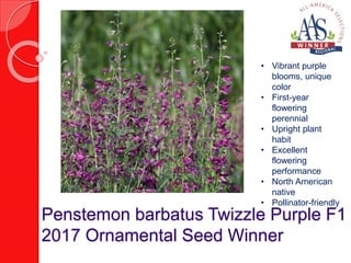 Penstemon barbatus Twizzle Purple F1
2017 Ornamental Seed Winner
• Vibrant purple
blooms, unique
color
• First-year
flowering
perennial
• Upright plant
habit
• Excellent
flowering
performance
• North American
native
• Pollinator-friendly
 
