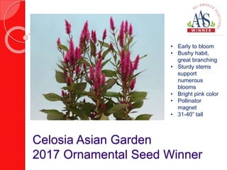 Celosia Asian Garden
2017 Ornamental Seed Winner
• Early to bloom
• Bushy habit,
great branching
• Sturdy stems
support
nu...
