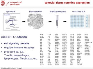 AlCoB, June 2017, Aveiro / Portugal
mRNA extraction real-time PCRtissue sectionsynovium
synovial tissue cytokine expression
IL1A IL17F FASL CXCL4 CCL15 TGFB1 KITLG
IL1B IL18 CD70 CXCL5 CCL16 TGFB2 MST1
IL1RN IL19 CD30L CXCL6 CCL17 TGFB3 SPP1
IL2 IL20 4-1BB-L CXCL7 CCL18 EGF SFRP1
IL3 IL21 TRAIL CXCL9 CCL19 FGF2 ANXA1
IL4 IL22 RANKL CXCL10 CCL20 TGFA TNFRSF13B
IL5 IL23A TWEAK CXCL11 CCL21 IGF2 IL6R
IL6 IL24 APRIL CXCL12 CCL22 VEGFA NAMPT
IL7 IL25 BAFF CXCL13 CCL23 VEGFB C1QTNF3
IL8 IL26 LIGHT CXCL14 CCL24 MIF VCAM1
IL9 IL27 TL1A CXCL16 CCL25 LIF LGALS1
IL10 IL28A GITRL CCL1 CCL26 OSM LGALS9
IL11 IL29 FASLG CCL2 CCL27 ADIPOQ LGALS3
IL12A IL32 IFNA1 CCL3 CCL28 LEP LGALS12
IL12B IL33 IFNA2 CCL4 XCL1 GHRL
IL13 LTA IFNB1 CCL5 XCL2 RETN
IL14 TNF IFNG CCL7 CX3CL1 CTLA4
IL15 LTB CXCL1 CCL8 CSF1 EPO
IL16 OX40L CXCL2 CCL11 CSF2 TPO
IL17A CD40L CXCL3 CCL13 CSF3 FLT3LG
panel of 117 cytokines
• cell signaling proteins
• regulate immune response
• produced by, e.g.
T-cells, macrophages,
lymphocytes, fibroblasts, etc.
 