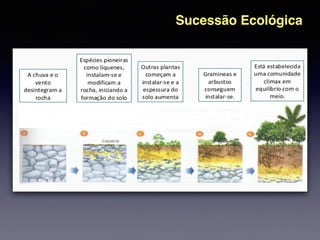 Sucessão Ecológica
 