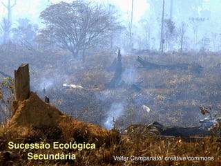 Peixe-boi
Valter Campanato/ creative commons
Sucessão Ecológica
Secundária
 