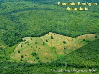 Peixe-boi
Sucessão Ecológica
Secundária
Amazon23/ creative commons/ Flickr
 
