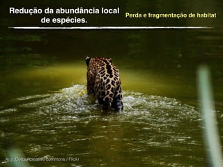 Redução da abundância local
de espécies.
Ana_Cotta / creative commons / Flickr
Perda e fragmentação de habitat
 