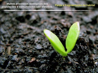 Bill Tyne / creative commons / Flickr
Muitos processos ecológicos das
populações e comunidades são afetados.
Perda e fragmentação de habitat
 
