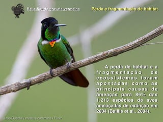 Beija-ﬂor-de-gravata-vermelha
A perda de habitat e a
f r a g m e n t a ç ã o d e
e c o s s i s t e m a s f o r a m
a p o n t a d a s c o m o a s
principais causas de
ameaças para 86% das
1.213 espécies de aves
ameaçadas de extinção em
2004 (Baillie et al., 2004).
Joao Quental / creative commons / Flickr
Perda e fragmentação de habitat
 