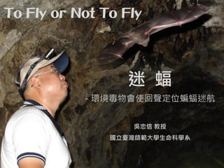 迷 蝠
- 環境毒物會使回聲定位蝙蝠迷航
吳忠信 教授
國立臺灣師範大學生命科學系
To Fly or Not To Fly
 
