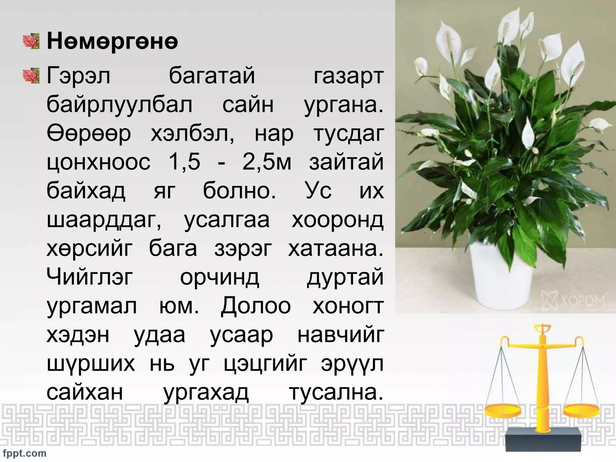 ЦЭЦГИЙН ТАЛААРХ СУДАЛГАА | PPT