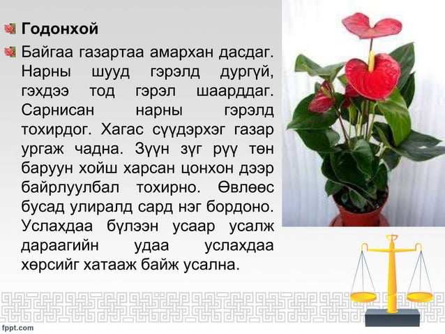 ЦЭЦГИЙН ТАЛААРХ СУДАЛГАА | PPT