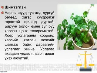 ЦЭЦГИЙН ТАЛААРХ СУДАЛГАА | PPT