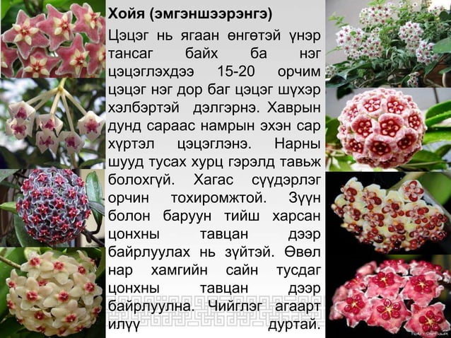 ЦЭЦГИЙН ТАЛААРХ СУДАЛГАА | PPT