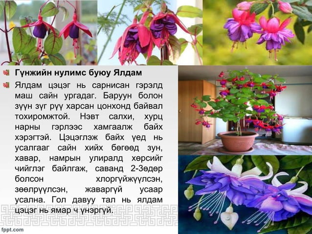 ЦЭЦГИЙН ТАЛААРХ СУДАЛГАА | PPT