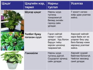 ЦЭЦГИЙН ТАЛААРХ СУДАЛГАА | PPT