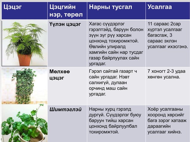 ЦЭЦГИЙН ТАЛААРХ СУДАЛГАА | PPT