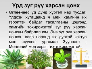 ЦЭЦГИЙН ТАЛААРХ СУДАЛГАА | PPT