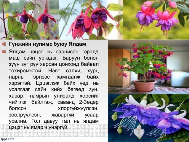 ЦЭЦГИЙН ТАЛААРХ СУДАЛГАА