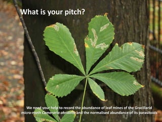 What is your pitch?
We need your help to record the abundance of leaf mines of the Gracillarid
micro-moth Cameraria ohridella and the normalised abundance of its parasitoids
 