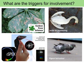 What are the triggers for involvement?
Avian flu monitoring
Pigeon behaviour
 
