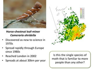 Horse-chestnut leaf-miner
Cameraria ohridella
• Discovered as new to science in
1970s
• Spread rapidly through Europe
since 1980s
• Reached London in 2002
• Spreads at about 30km per year
Is this the single species of
moth that is familiar to more
people than any other?
2002
2003
2004
2005
2006
2007
2008
2009
2010
 