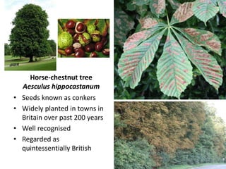 Horse-chestnut tree
Aesculus hippocastanum
• Seeds known as conkers
• Widely planted in towns in
Britain over past 200 years
• Well recognised
• Regarded as
quintessentially British
 