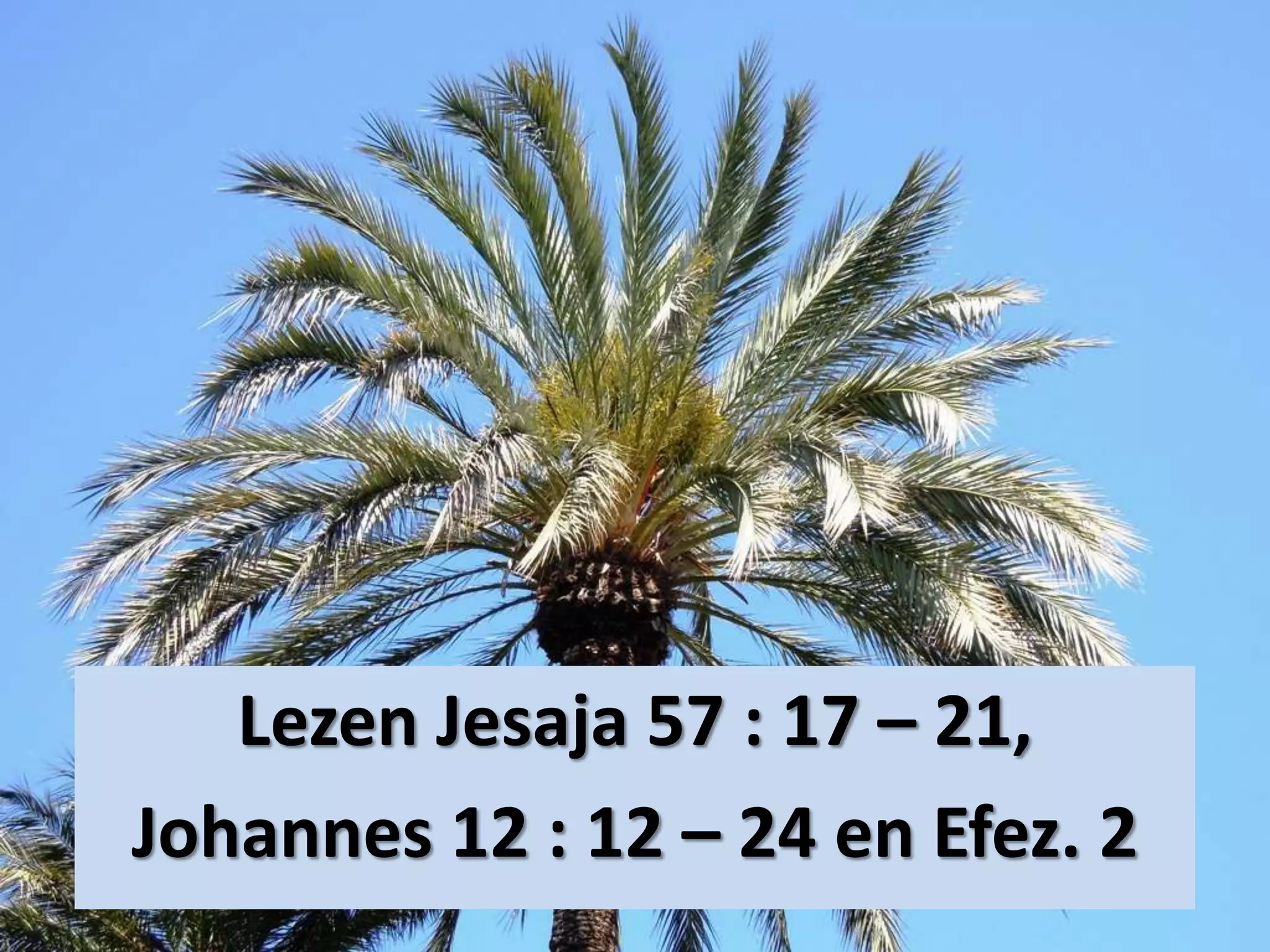 Lezen Jesaja 57 : 17 – 21,
Johannes 12 : 12 – 24 en Efez. 2
 
