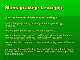 Šlamagraižėje LeuzėjojeŠlamagraižėje Leuzėjoje
esančios biologiškai veiksmingos medžiagos:esančios biologiškai veiksmingos...