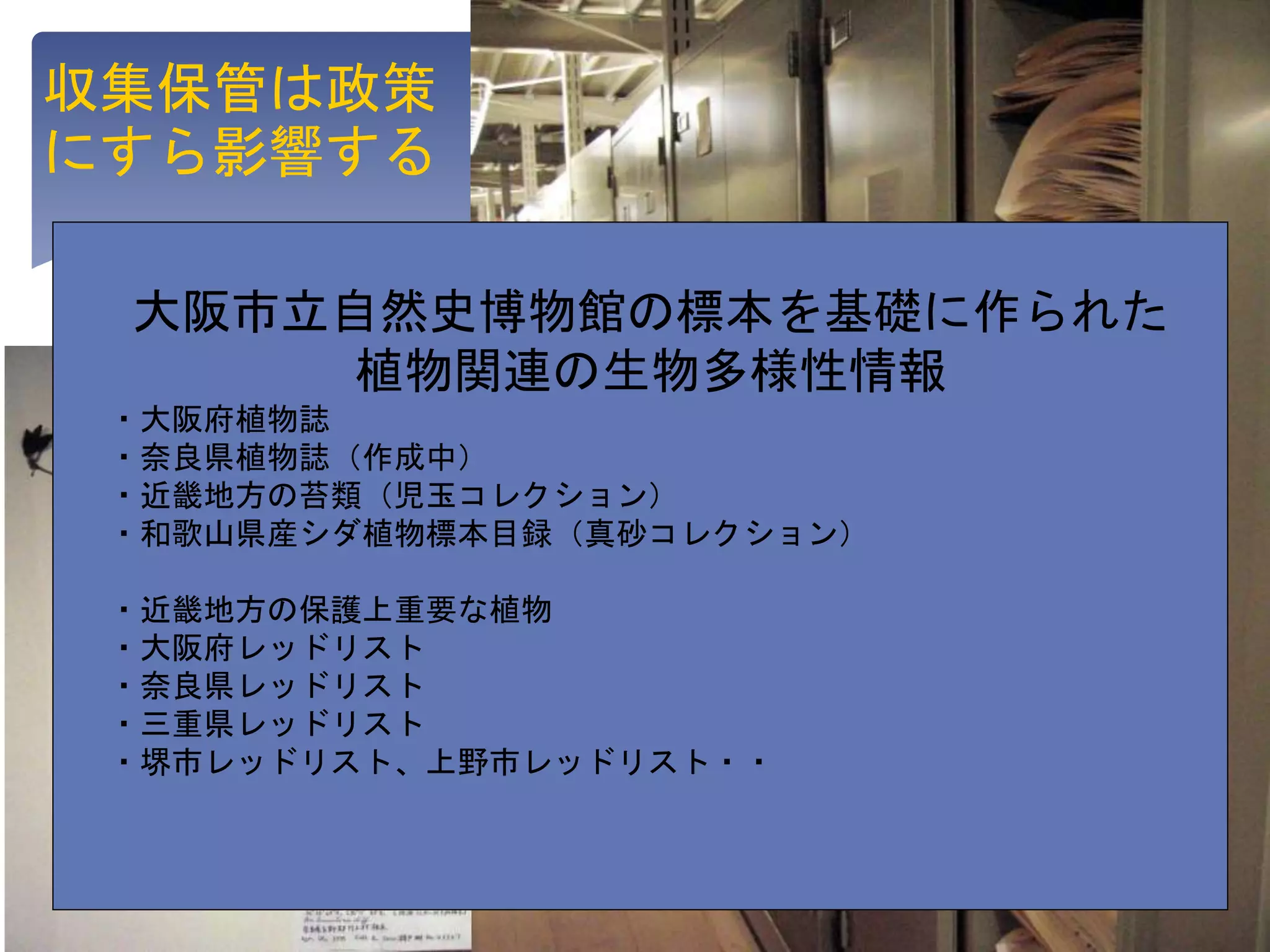 収蔵庫の中でもっとも
利用者が多い
収集保管は政策
にすら影響する
大阪市立自然史博物館の標本を基礎に作られた
植物関連の生物多様性情報
・大阪府植物誌
・奈良県植物誌（作成中）
・近畿地方の苔類（児玉コレクション）
・和歌山県産シダ植物標本目録（真砂コレクション）
・近畿地方の保護上重要な植物
・大阪府レッドリスト
・奈良県レッドリスト
・三重県レッドリスト
・堺市レッドリスト、上野市レッドリスト・・
 