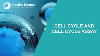 CELL CYCLE AND
CELL CYCLE ASSAY
 