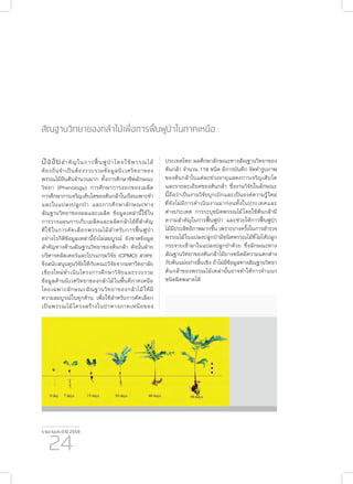 รายงานประจำ�ปี 2559
24
สัณฐานวิทยาของกล้าไม้เพื่อการฟื้นฟูป่าในภาคเหนือ
ปัจจัยสำ�คัญในการฟื้นฟูป่าโดยใช้พรรณไม้
ท้องถิ่นจำ�เป็นต้องรวบรวมข้อมูลนิเวศวิทยาของ
พรรณไม้ยืนต้นจำ�นวนมาก ทั้งการศึกษาชีพลักษณะ
วิทยา (Phenology) การศึกษาการงอกของเมล็ด
การศึกษาการเจริญเติบโตของต้นกล้าในเรือนเพาะชำ�
และในแปลงปลูกป่า และการศึกษาลักษณะทาง
สัณฐานวิทยาของผลและเมล็ด ข้อมูลเหล่านี้ใช้ใน
การวางแผนการเก็บเมล็ดและผลิตกล้าไม้ที่สำ�คัญ
ที่ใช้ในการคัดเลือกพรรณไม้สำ�หรับการฟื้นฟูป่า
อย่างไรก็ดีข้อมูลเหล่านี้ยังไม่สมบูรณ์ ยังขาดข้อมูล
สำ�คัญทางด้านสัณฐานวิทยาของต้นกล้า ดังนั้นฝ่าย
บริหารคลัสเตอร์และโปรแกรมวิจัย (CPMO) สวทช.
จึงสนับสนุนทุนวิจัยให้กับคณะวิจัยจากมหาวิทยาลัย
เชียงใหม่ดำ�เนินโครงการศึกษาวิจัยและรวบรวม
ข้อมูลด้านนิเวศวิทยาของกล้าไม้ในพื้นที่ภาคเหนือ
โดยเฉพาะลักษณะสัณฐานวิทยาของกล้าไม้ให้มี
ความสมบูรณ์ในทุกด้าน เพื่อใช้สำ�หรับการคัดเลือก
เป็นพรรณไม้โครงสร้างในป่าทางภาคเหนือของ
ประเทศไทย ผลศึกษาลักษณะทางสัณฐานวิทยาของ
ต้นกล้า จำ�นวน 119 ชนิด มีการบันทึก จัดทำ�รูปภาพ
ของต้นกล้าในแต่ละช่วงอายุแสดงการเจริญเติบโต
และรายละเอียดของต้นกล้า ซึ่งงานวิจัยในลักษณะ
นี้ถือว่าเป็นงานวิจัยบุกเบิกและเป็นองค์ความรู้ใหม่
ที่ยังไม่มีการดำ�เนินงานมาก่อนทั้งในประเทศและ
ต่างประเทศ การระบุชนิดพรรณไม้โดยใช้ต้นกล้ามี
ความสำ�คัญในการฟื้นฟูป่า และช่วยให้การฟื้นฟูป่า
ไม้มีประสิทธิภาพมากขึ้น เพราะบางครั้งในการสำ�รวจ
พรรณไม้ในแปลงปลูกป่ามีชนิดพรรณไม้ที่ไม่ได้ปลูก
กระจายเข้ามาในแปลงปลูกป่าด้วย ซึ่งลักษณะทาง
สัณฐานวิทยาของต้นกล้าไม้บางชนิดมีความแตกต่าง
กับต้นแม่อย่างสิ้นเชิง ถ้าไม่มีข้อมูลทางสัณฐานวิทยา
ต้นกล้าของพรรณไม้เหล่านั้นอาจทำ�ให้การจำ�แนก
ชนิดผิดพลาดได้
 