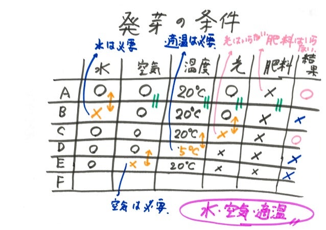 小5理科 植物の発芽と成長