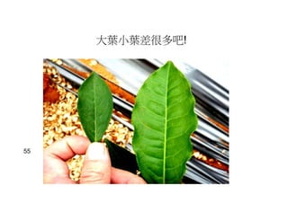 大葉小葉差很多吧!
55
 