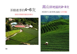 高山茶地區約2~3次
南投名間鄉茶園是如梯田
茶樹產季約4~6次 南投縣竹山鎮 軟鞍茶園 (八卦茶園)
54
 