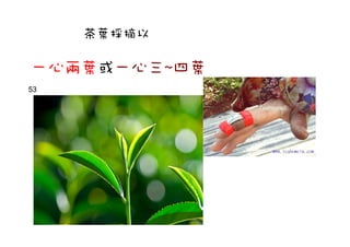 茶葉採摘以
一心兩葉或一心三~四葉
53
 