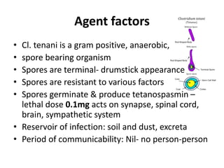 Agent factors
• Cl. tenani is a gram positive, anaerobic,
• spore bearing organism
• Spores are terminal- drumstick appearance
• Spores are resistant to various factors
• Spores germinate & produce tetanospasmin –
lethal dose 0.1mg acts on synapse, spinal cord,
brain, sympathetic system
• Reservoir of infection: soil and dust, excreta
• Period of communicability: Nil- no person-person
 