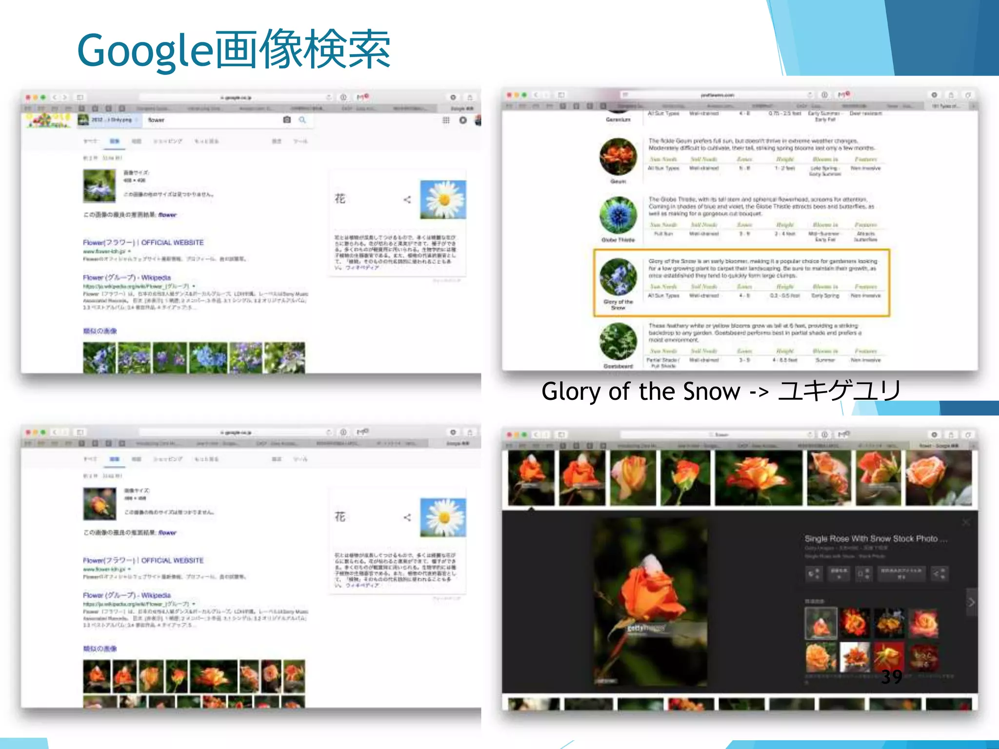 Google画像検索
Glory of the Snow -> ユキゲユリ
39
 