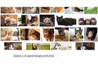 Gatos y el aprendizaje profundo
 