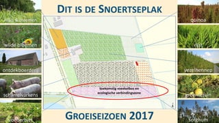 DIT IS DE SNOERTSEPLAK
GROEISEIZOEN 2017
quinoa
rijst
vezelhennep
groentetuin
sorghum
mais & bloemen
wilde bloemen
ontdekboerderij
scharrelvarkens
voederbiet
toekomstig voedselbos en
ecologische verbindingszone
 