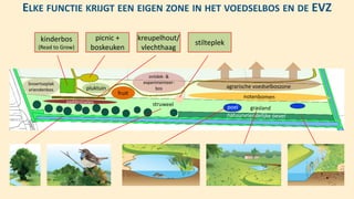 pluktuin agrarische voedselboszone
ontdek- &
experimenteer-
bos
fruit
Snoertseplak
vriendenbos
stilteplek
picnic +
boskeuken
kinderbos
(Read to Grow)
ELKE FUNCTIE KRIJGT EEN EIGEN ZONE IN HET VOEDSELBOS EN DE EVZ
kreupelhout/
vlechthaag
 
