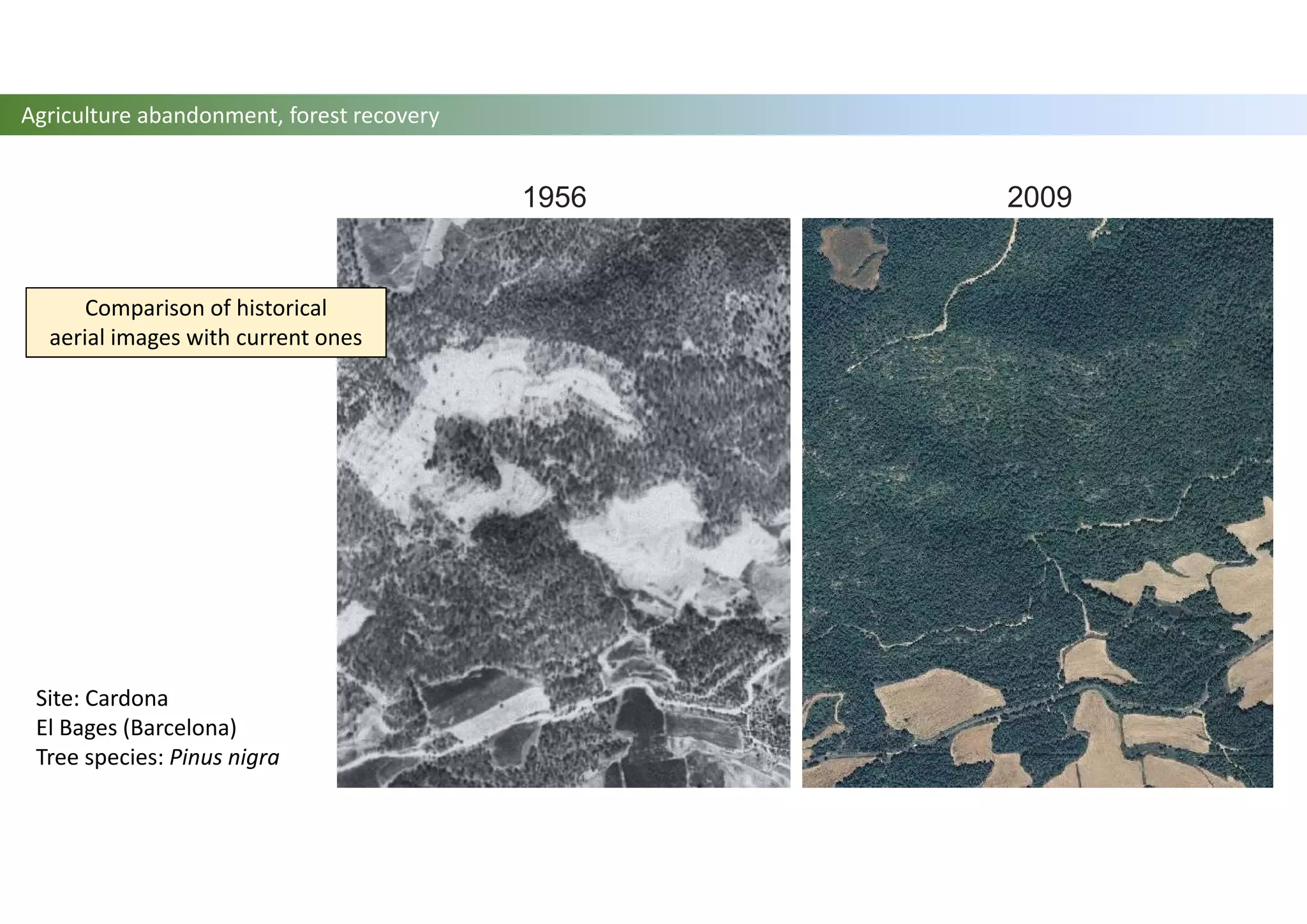 1956 2009
Agriculture abandonment, forest recovery
Comparison of historical
aerial images with current ones
Site: Cardona
El Bages (Barcelona)
Tree species: Pinus nigra
 