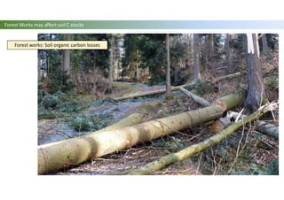 Forest works: Soil organic carbon losses
Forest Works may affect soil C stocks
 
