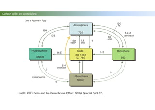 Carbon cycle: an overall view
Atmosphere
Soils
Lithosphere
Hydrosphere Biosphere
100
102
720
560
5000
1-20.57
60 1.1 ?
38000
OC 1550
IC 750
RESP ERO
1.7-2
60
120
RESP
PS
DEFOREST
Lal R. 2001 Soils and the Greenhouse Effect. SSSA Special Publ 57.
CARBONATES
?
?
?
Data in Pg and in Pg/yr
6.4
COMBUST
 
