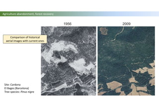 1956 2009
Agriculture abandonment, forest recovery
Comparison of historical
aerial images with current ones
Site: Cardona
El Bages (Barcelona)
Tree species: Pinus nigra
 