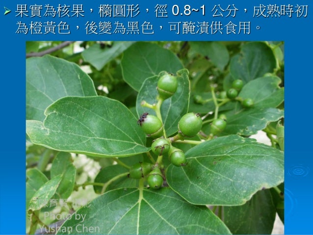 北臺灣常見的樹木 五之一 North Taiwan Common Trees 北臺灣常見的樹木 五之一 North Taiwan Common Trees
