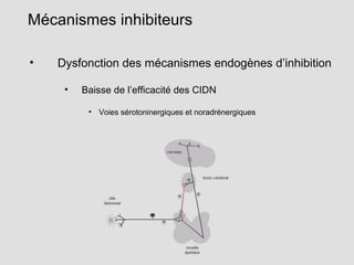 • Dysfonction des mécanismes endogènes d’inhibition
• Baisse de l’efficacité des CIDN
• Voies sérotoninergiques et noradrénergiques
Mécanismes inhibiteurs
 