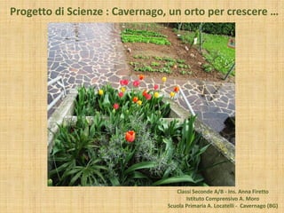 Progetto di Scienze : Cavernago, un orto per crescere …
Classi Seconde A/B - Ins. Anna Firetto
Istituto Comprensivo A. Moro
Scuola Primaria A. Locatelli - Cavernago (BG)
 