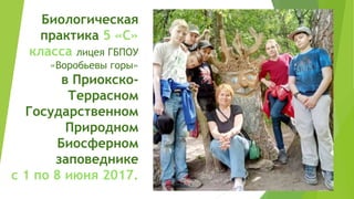 Биологическая
практика 5 «С»
класса лицея ГБПОУ
«Воробьевы горы»
в Приокско-
Террасном
Государственном
Природном
Биосферном
заповеднике
с 1 по 8 июня 2017.
 