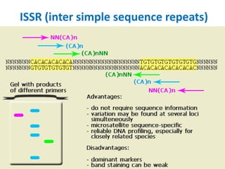 ISSR (inter simple sequence repeats)
 