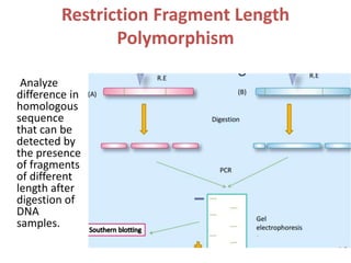 Restriction Fragment Length
Polymorphism
Analyze
difference in
homologous
sequence
that can be
detected by
the presence
of fragments
of different
length after
digestion of
DNA
samples.
 