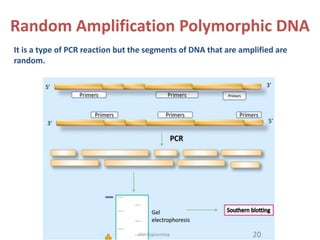 Random Amplification Polymorphic DNA
It is a type of PCR reaction but the segments of DNA that are amplified are
random.
 