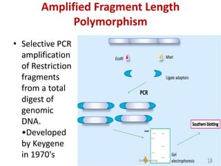 Amplified Fragment Length
Polymorphism
• Selective PCR
amplification
of Restriction
fragments
from a total
digest of
genomic
DNA.
•Developed
by Keygene
in 1970's
 